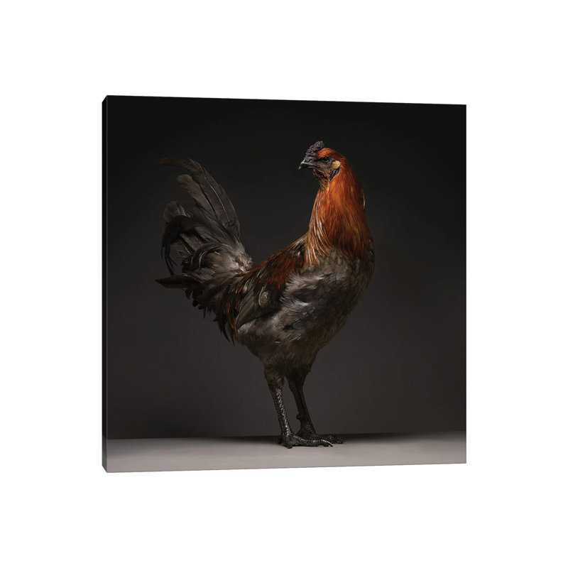 Liege Fighter - Wrapped Canvas Print, 45.72 cm H x 45.72 cm W x 1.91 cm D