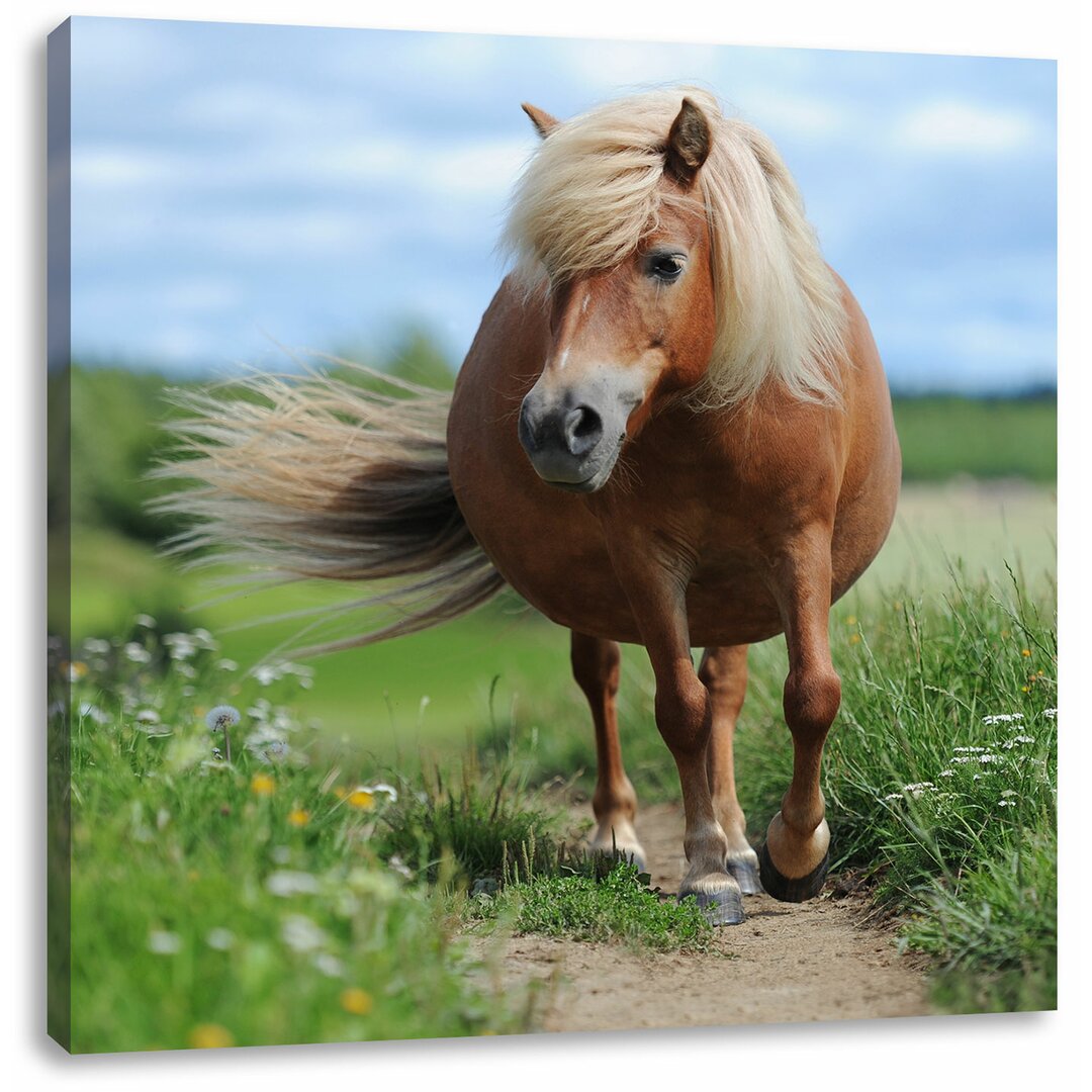 Leinwandbild Shetlandpony auf der Wiese