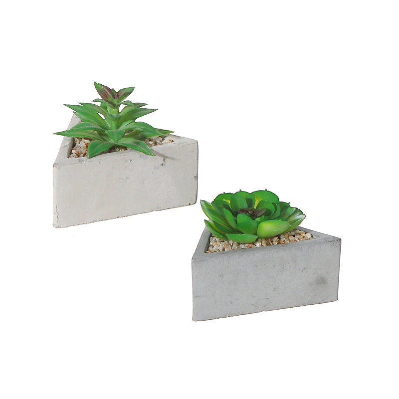 Succulent Arrangement in Pot