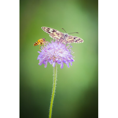 Butterfly And A Fly - Wrapped Canvas Print