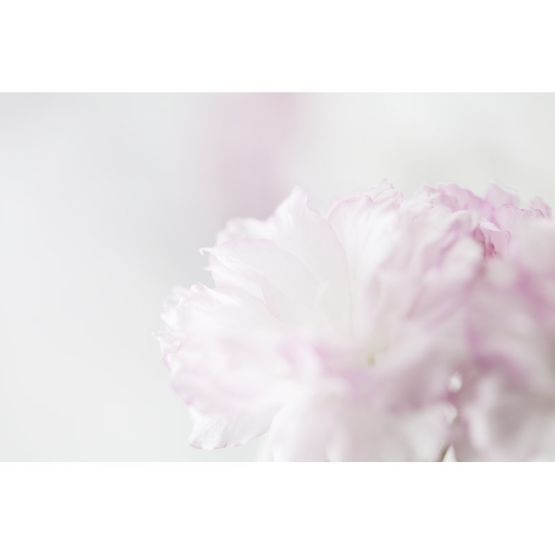 Cherry Blossom - Wrapped Canvas Print, 20cm H x 30cm W x 3.8cm D