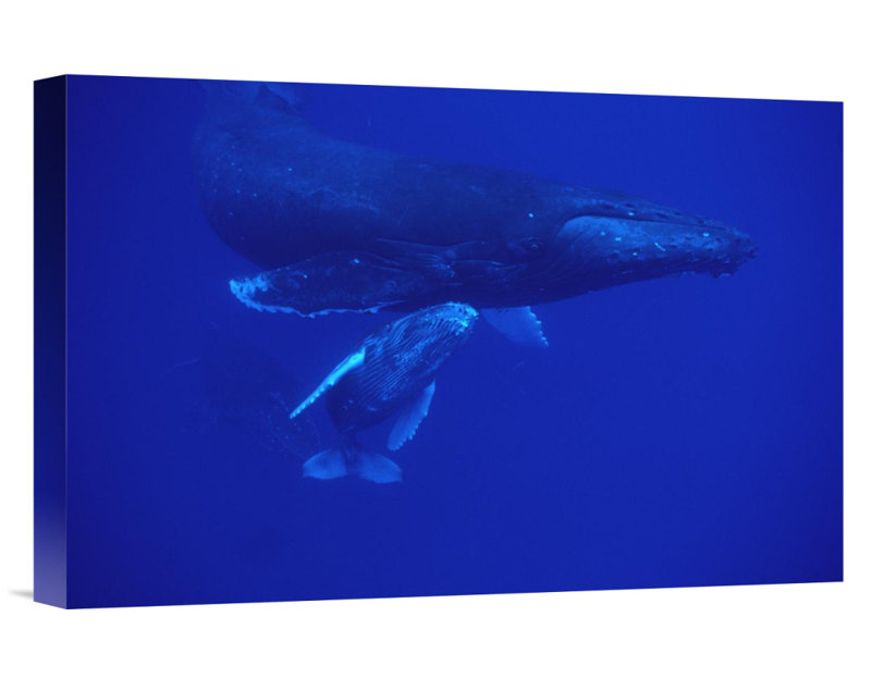 " Humpback Whale Friendly Mother And Calf Followed By Male Escort, Maui, Hawaii ", 12" H x 18" W x 1.5" D, Black Framed