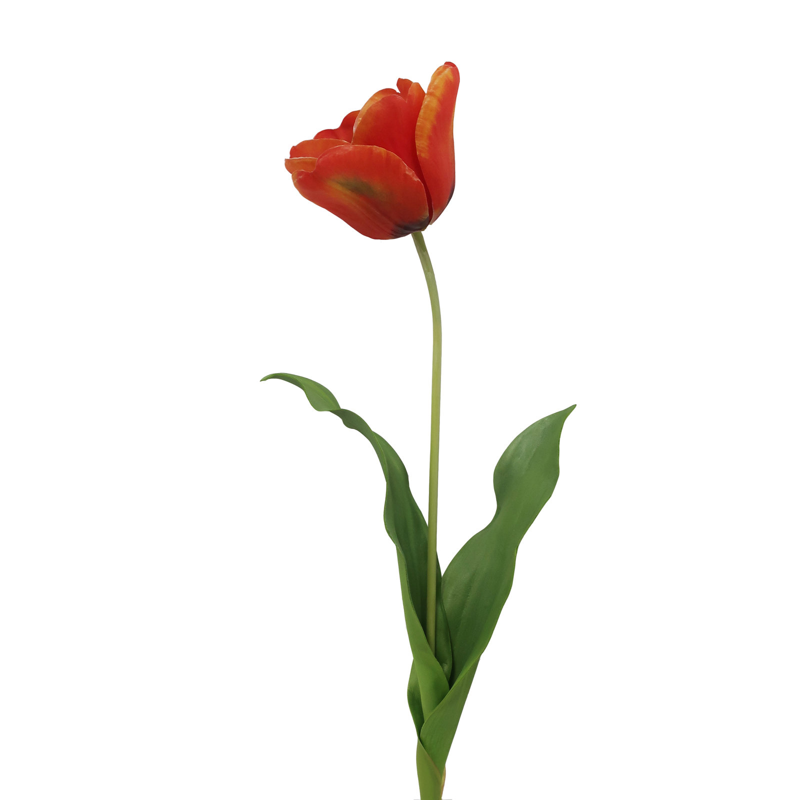 OPEN TULIP STEM