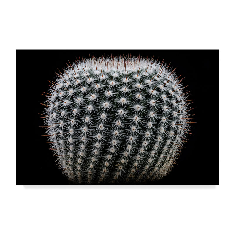 « notocactus scopa black », reproduction de photo sur toile tendue, H 16 po x l 24 po x P 2 po