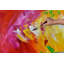 Lucid Dream - No Frame Panoramic Painting on Canvas