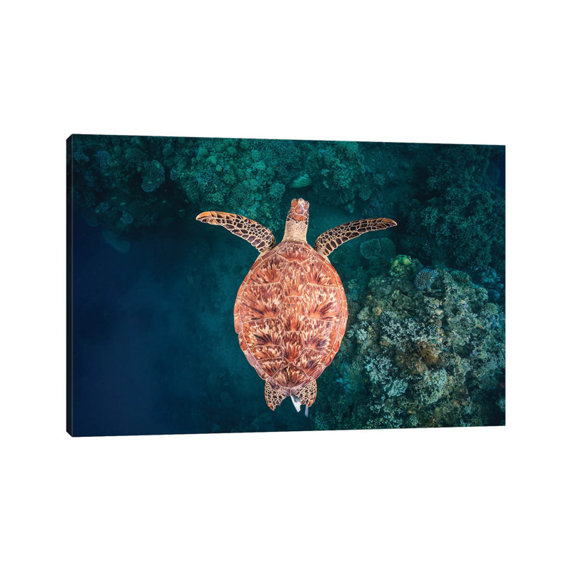 Flying Over The Reef by Barathieu Gabriel - Wrapped Canvas Print, 101.6 cm H x 66.04 cm W x 1.91 cm D