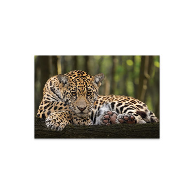 Jaguar - Relaxed On Plastic/Acrylic by Patrick Van Bakkum