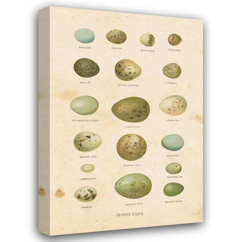 «Red Barrel Studio® Babbitt», galerie d'art sur toile tendue Gwendolyn, Birds Eggs I