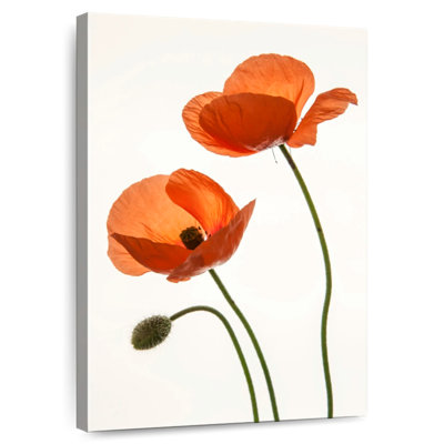 Fleurs de pavot orange Harnek