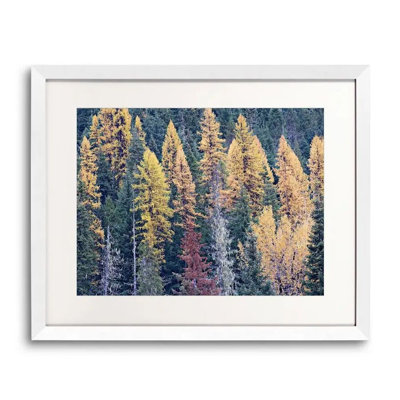 Autumn Tamarack Forest Photographic Print Canvas