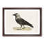 Western Jackdaw by Von Wright - Picture Frame Painting Print-55612443-55612444