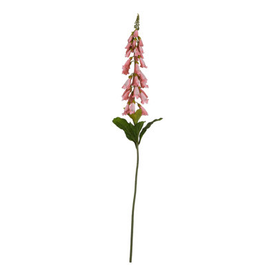 The Natural Garden Collection Foxglove