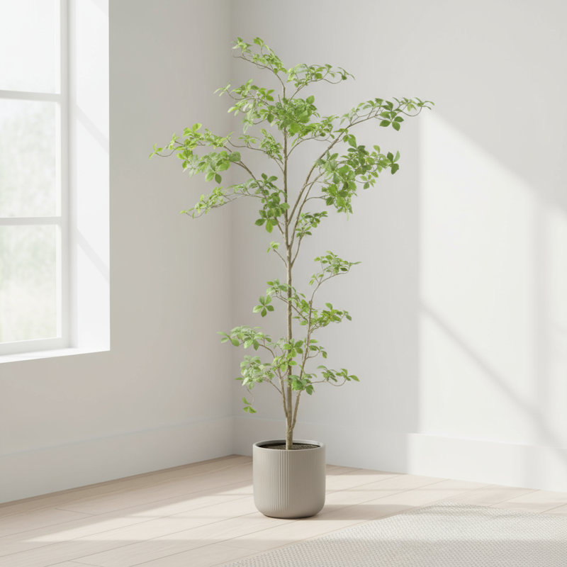 Bonsai à poser