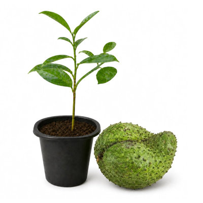 Soursop Tree - 2pack - 2 Inch Pot - Annona Muricata