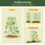 Treillis de jardin Classic