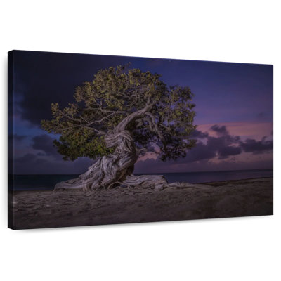 Aruba Divi Divi Tree At Night