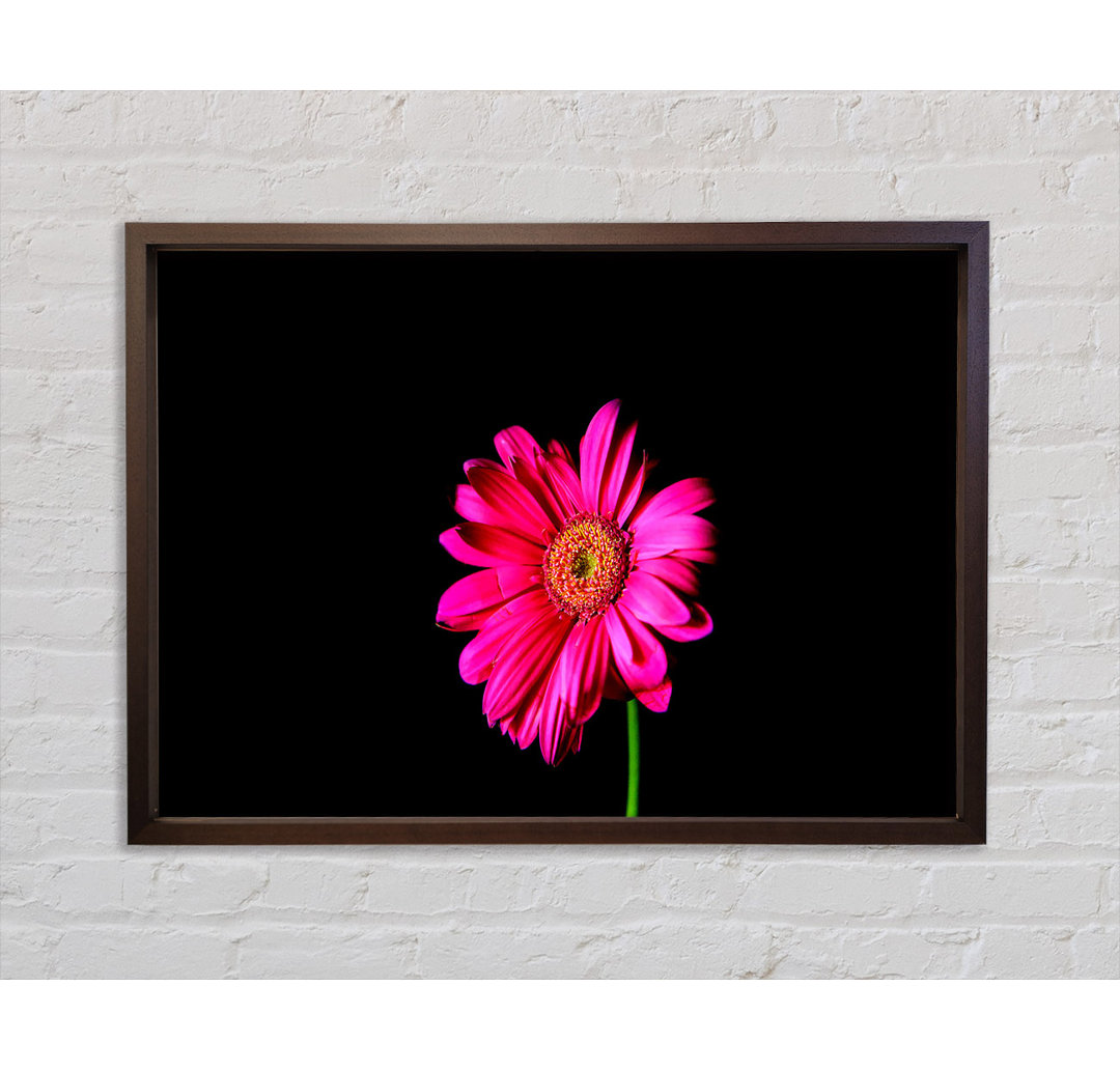 Hot Gerber Daisy - Einzelner Bilderrahmen Kunstdrucke auf Leinwand