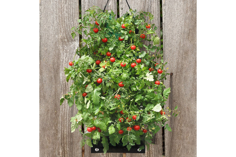 A fabric wall planter with a bunch of small tomato plants growing in individual pockets.