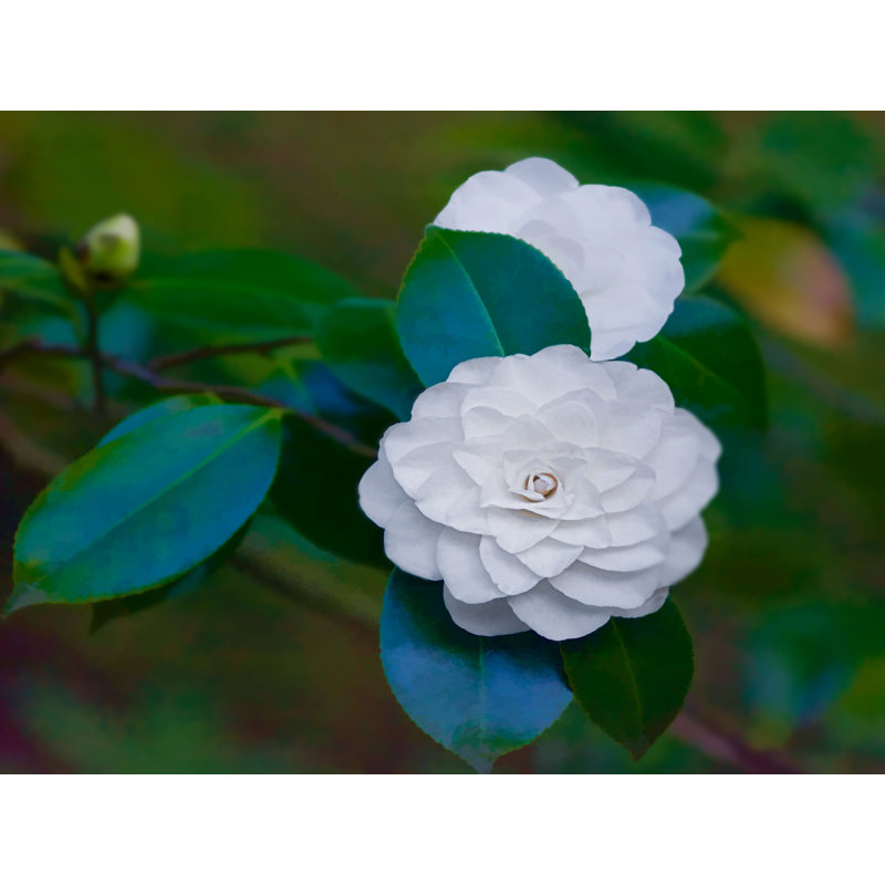 White Camellia Print by Tom Kostes