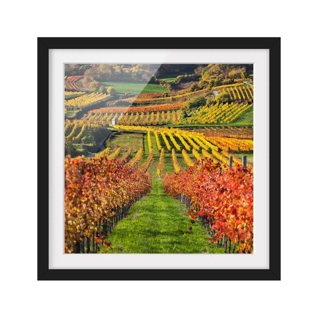 Gerahmtes Poster Vineyard View