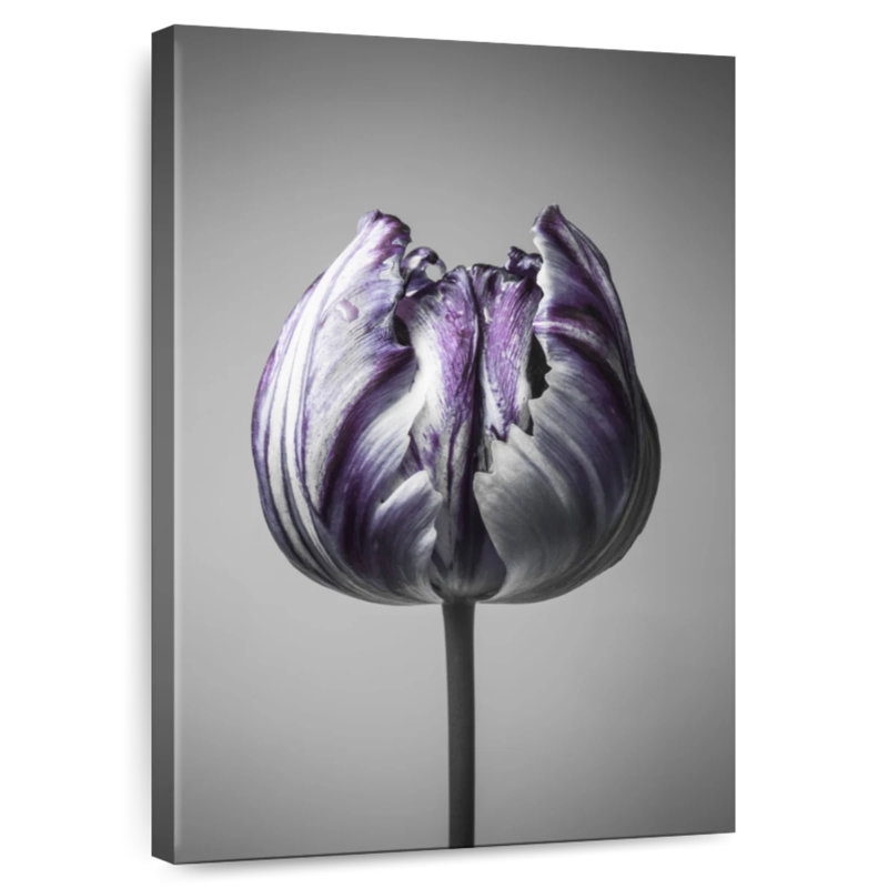Harnek Baroque I, 51" H x 34" W