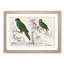 Parrots by Oliver Goldsmith - Picture Frame Painting Print-55578368-55578373