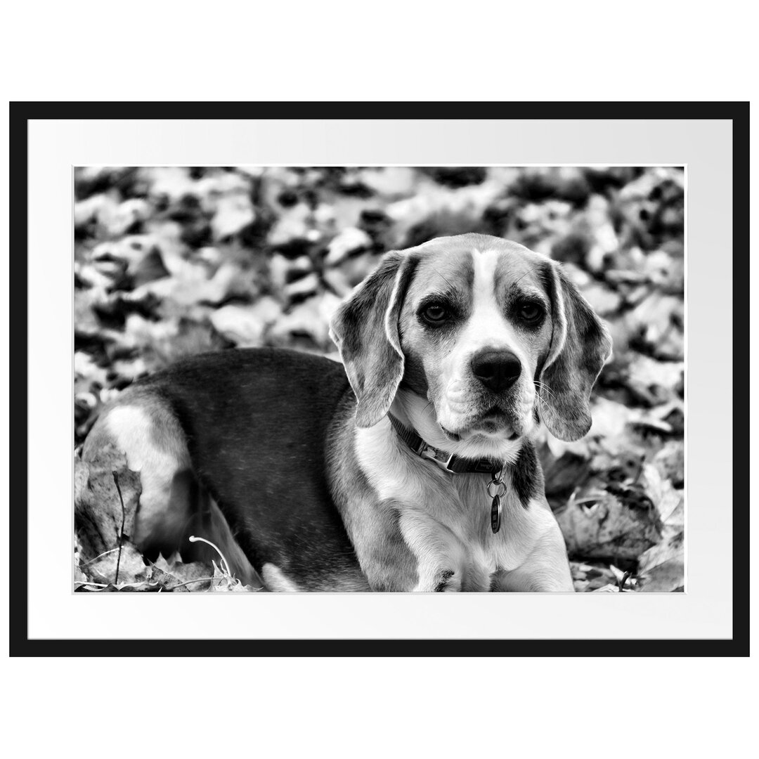 Gerahmtes Poster Kleiner Beagle im Laub