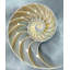 Reproduction d'art sur toile Beachcrest Home ™ Kelly, Caroline, «Nautilus in Blue I»