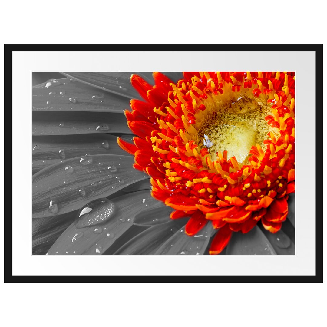 Gerahmtes Poster Gerbera mit Wassertropfen