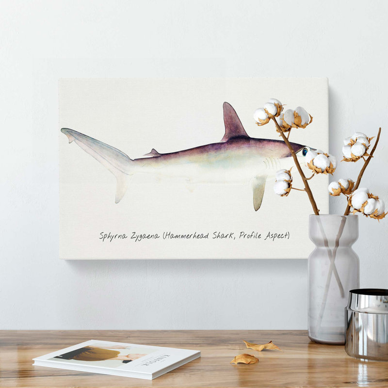 Illustration of a Hammerhead Shark by F.E. Clarke - Wrapped Canvas, 35cm H x 50cm W x 3cm D