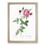 Provence Rose in Pink by Pierre-Joseph Redoute - Picture Frame Painting Print-55601445-55601446