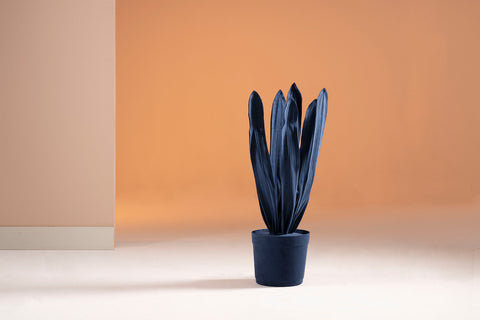 Sansevieria bleue moyenne, Bleu