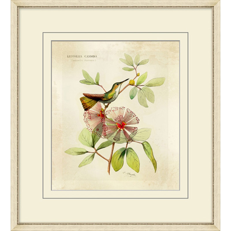 Brilliant Hummingbird Collection 2 Print