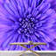 Murale florale-93996695