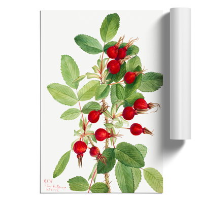 Bourgeau Rose Vol.2 by Mary Vaux Walcott - No Frame Painting