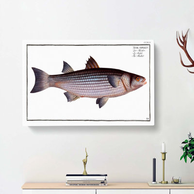 Mullet Fish by M.E. Bloch - Wrapped Canvas