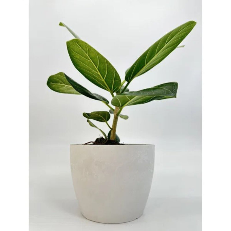 Ficus Audrey