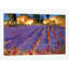" Late Afternoon, Lavender Fields "-29042689