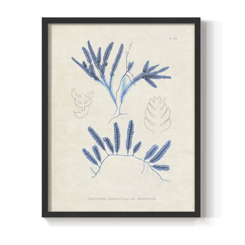 Marine Algae I, reproduction encadrée - bois massif, Noir, H 20 po x l 16 po