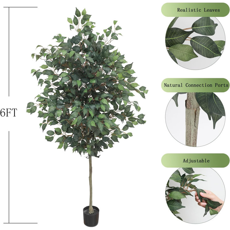 72 plantes