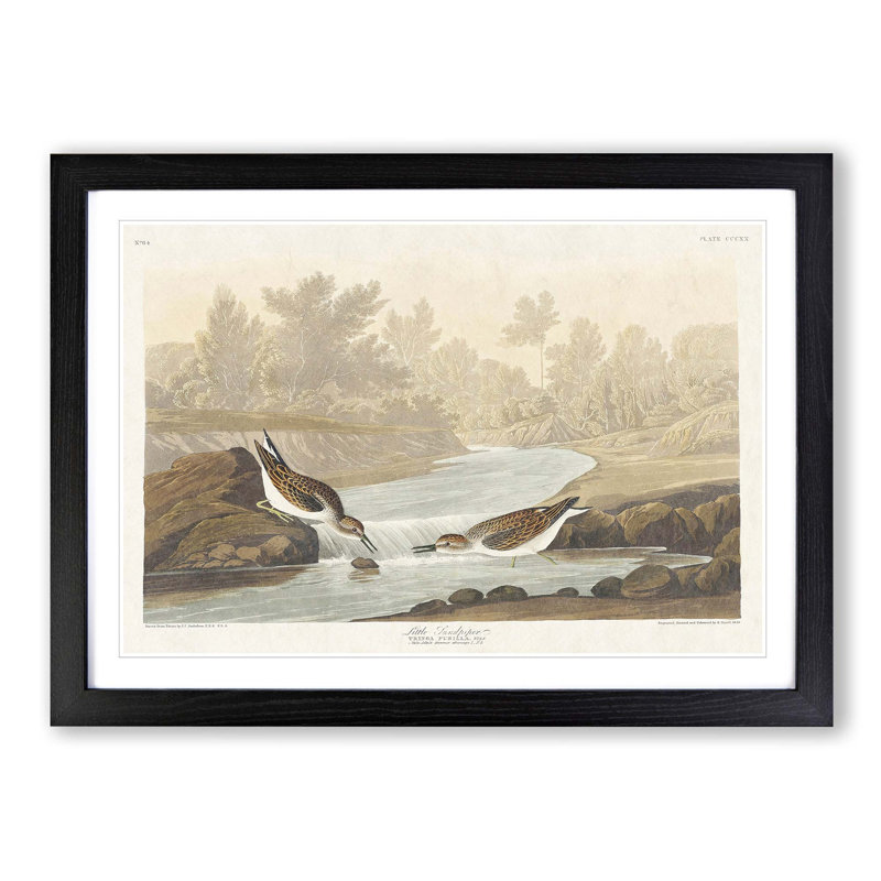 Little Sandpiper Birds by John Audubon - Picture Frame Painting Print, Black Framed, 27cm H x 36cm W x 2cm D