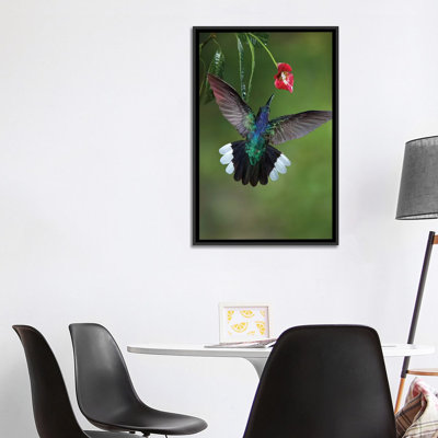 " Caribbean, Costa Rica Violet Sabrewing Hummingbird Feeding "