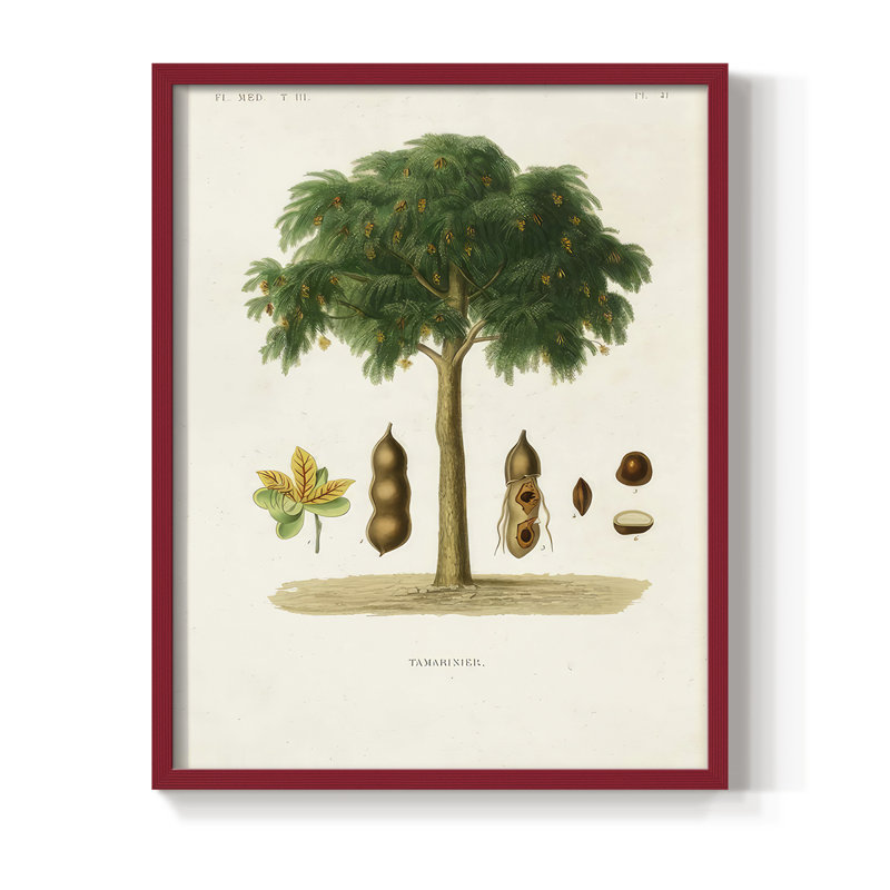 Arbre antique avec fruit, impression encadrée en bois massif, H 30 po x l 24 po, Rouge