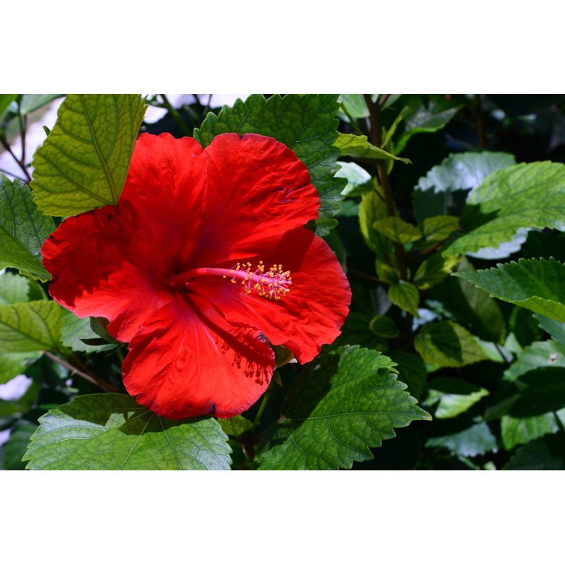 Red Hibiscus by Edson Hardt - Wrapped Canvas Print, 20cm H x 30cm W