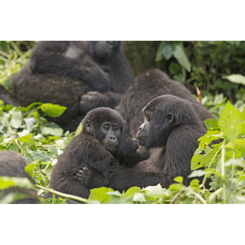 Mother And Child Gorilla In The Forest by Wildnerdpix - Wrapped Canvas Print, 81cm H x 122cm W x 3.8cm D