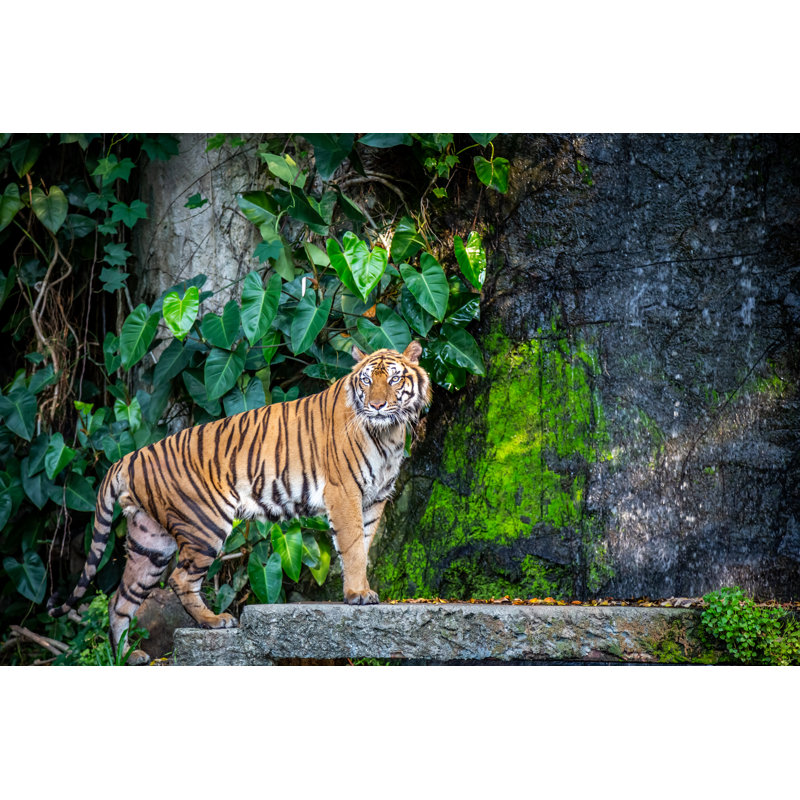 Tiger In The Zoo - Wrapped Canvas Print, 20cm H x 30cm W