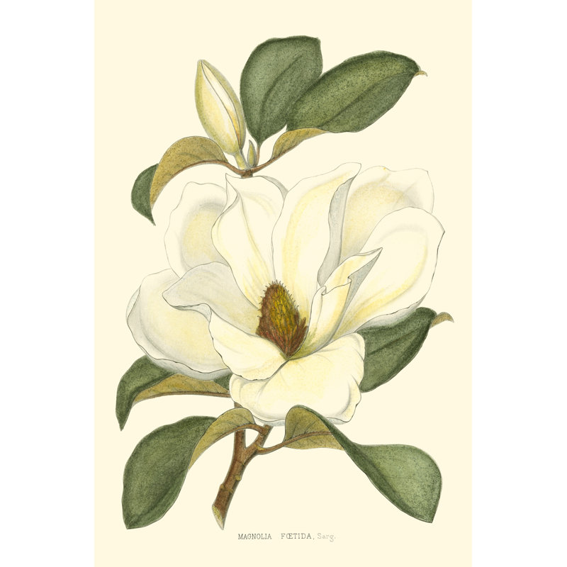Magnolia - Wrapped Canvas Painting, 30cm H x 20cm W
