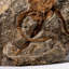Étoile fossile véritable Ophiuroidea (2,35 lb)
