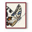 ANIMALS Series CECLI - Impression encadrée de qualité supérieure - Prêt à être accroché - Aucun clou requis-1283901925-1283901926