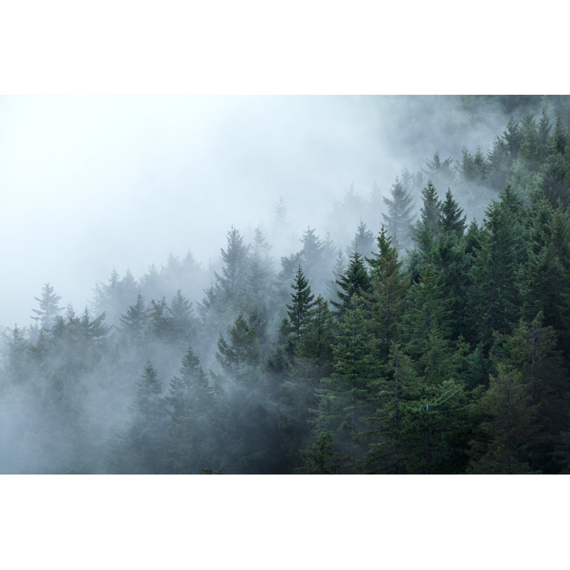 Misy Forest by Emilynorton, 24" H x 36" W